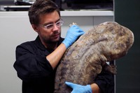 L'investigador Egon Heiss, un dels autors de l'estudi, amb un exemplar de salamandra gegant de la Xina