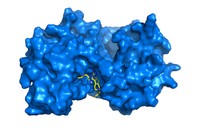 Proteïna en blau amb el compost al·lostèric de color groc. 
