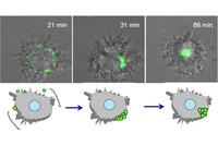 Virus del VIH accedint a les cèl·lules seguint el sistema del Cavall de Troia