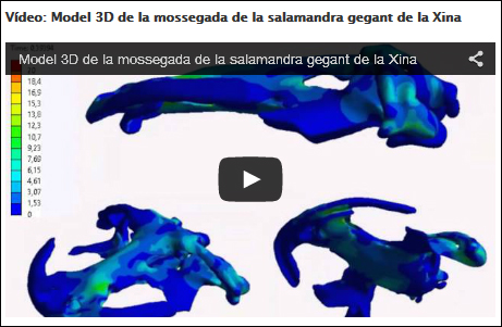 vídeo que mostra els models en 3d de la mossegada de la salamandra gegant de la xina (icp/litem)